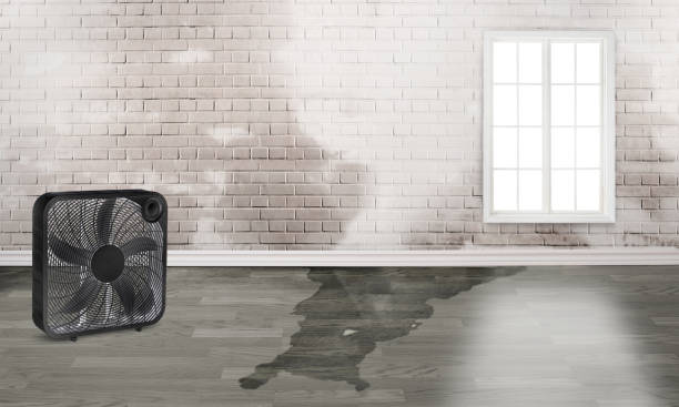 Best Local water damage restoration  in Bridgeport, OH